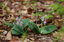 Galearis spectabilis