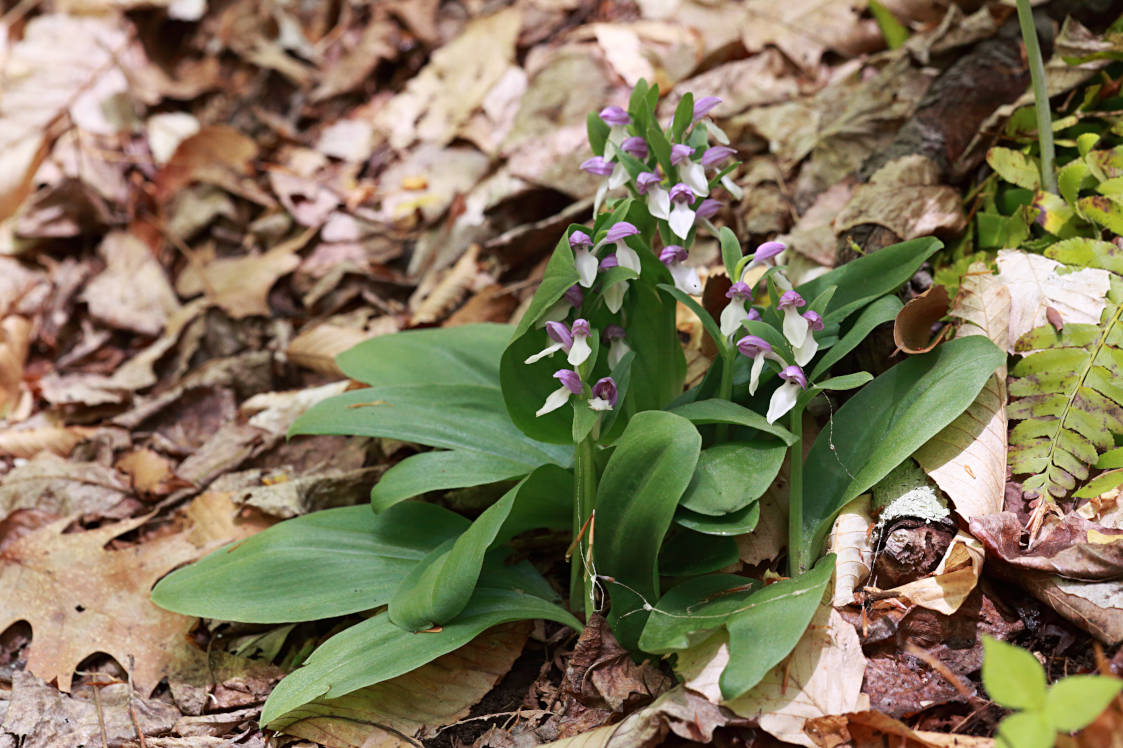 Showy Orchid