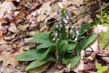 Showy Orchid