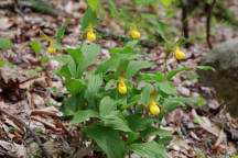 Cypripedium parviflorum var. pubescens