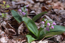 Galearis spectabilis