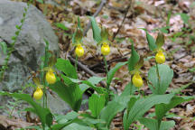 Cypripedium parviflorum var. pubescens