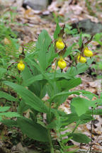 Large Yellow Lady's Slipper