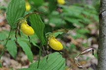 Cypripedium parviflorum var. pubescens