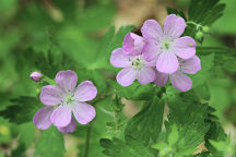 Geranium maculatum