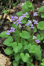 Viola cucllata