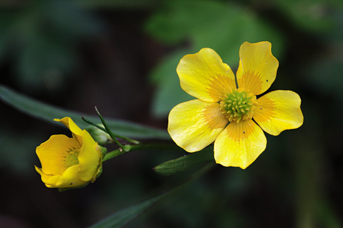 Creeping Buttercup