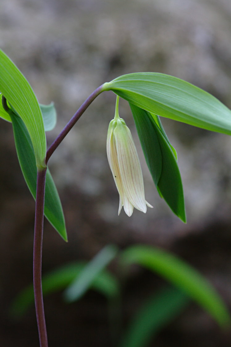 Sessile Bellwort