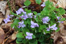 Viola conspersa