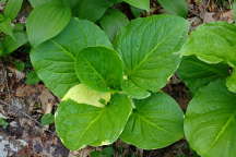 Variegated Skunk Cabbage