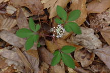 Panax trifolius