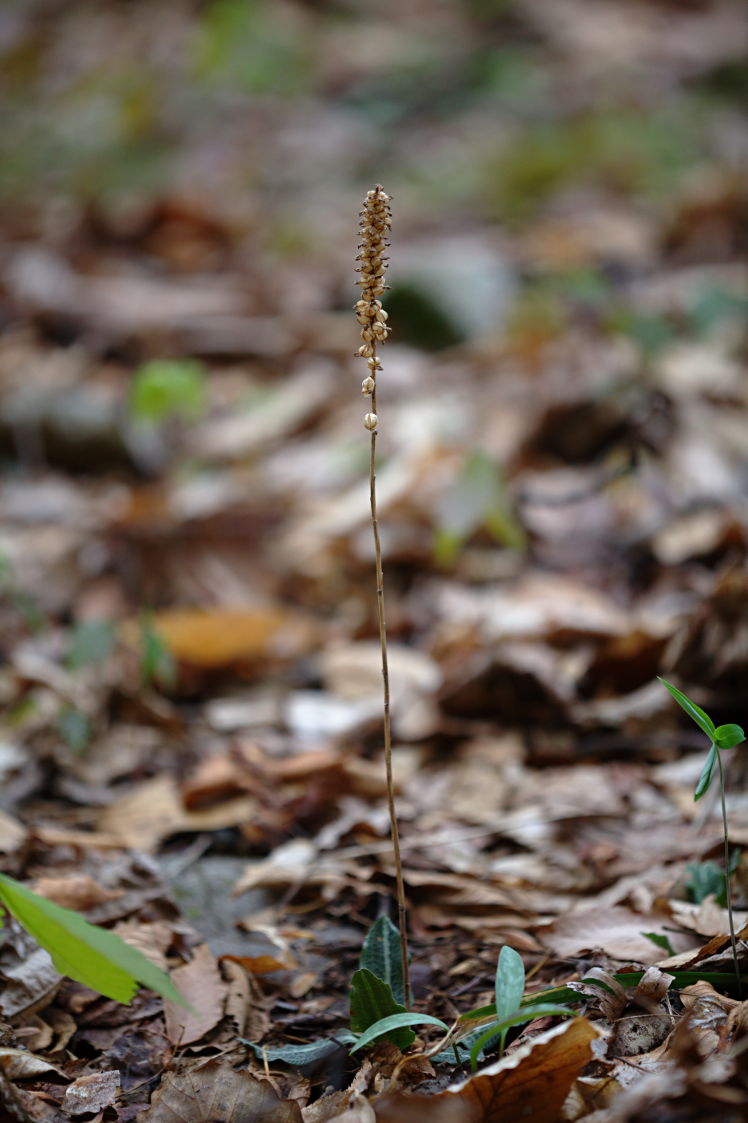 Downy Rattlesnake Plantain