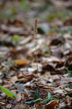 Goodyera pubescens