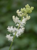 Maianthemum racemosum