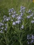 Maianthemum racemosum