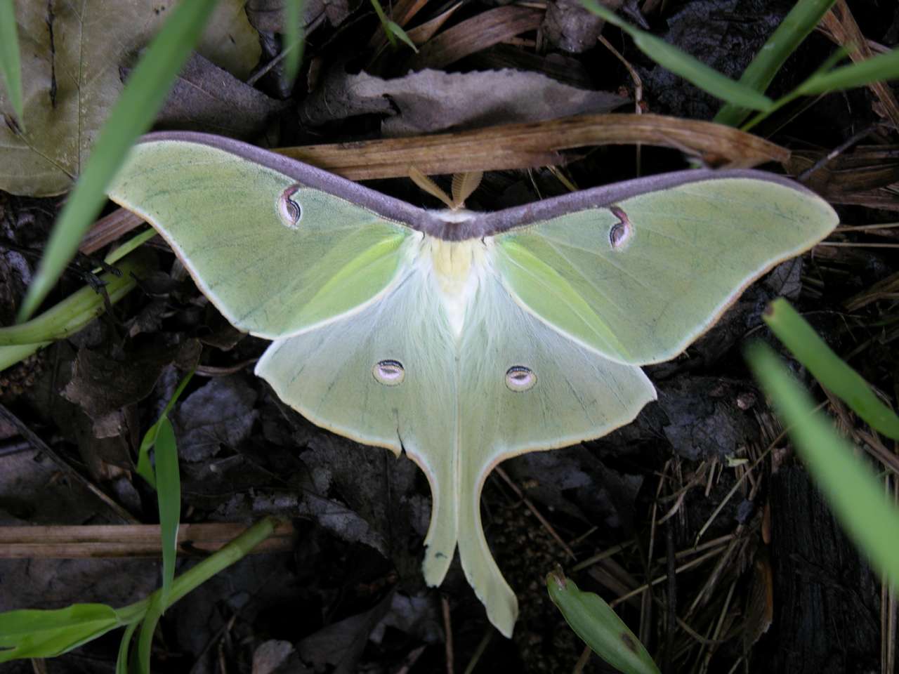 Luna moth