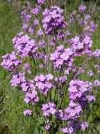 Hesperis matronalis