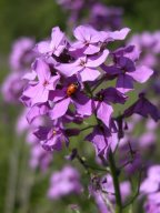 Hesperis matronalis