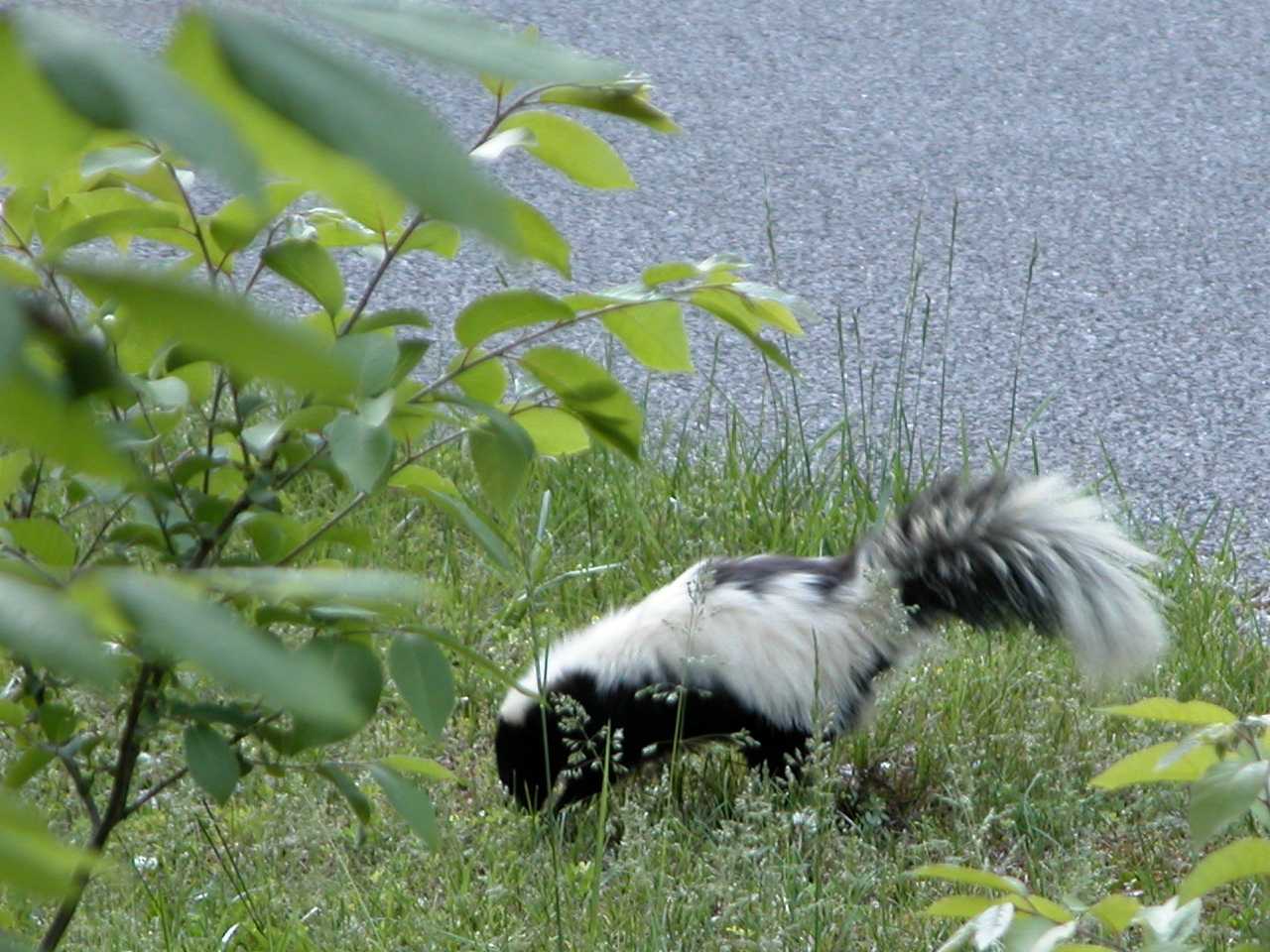 Skunk