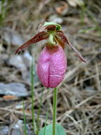 Cypripedium acaule