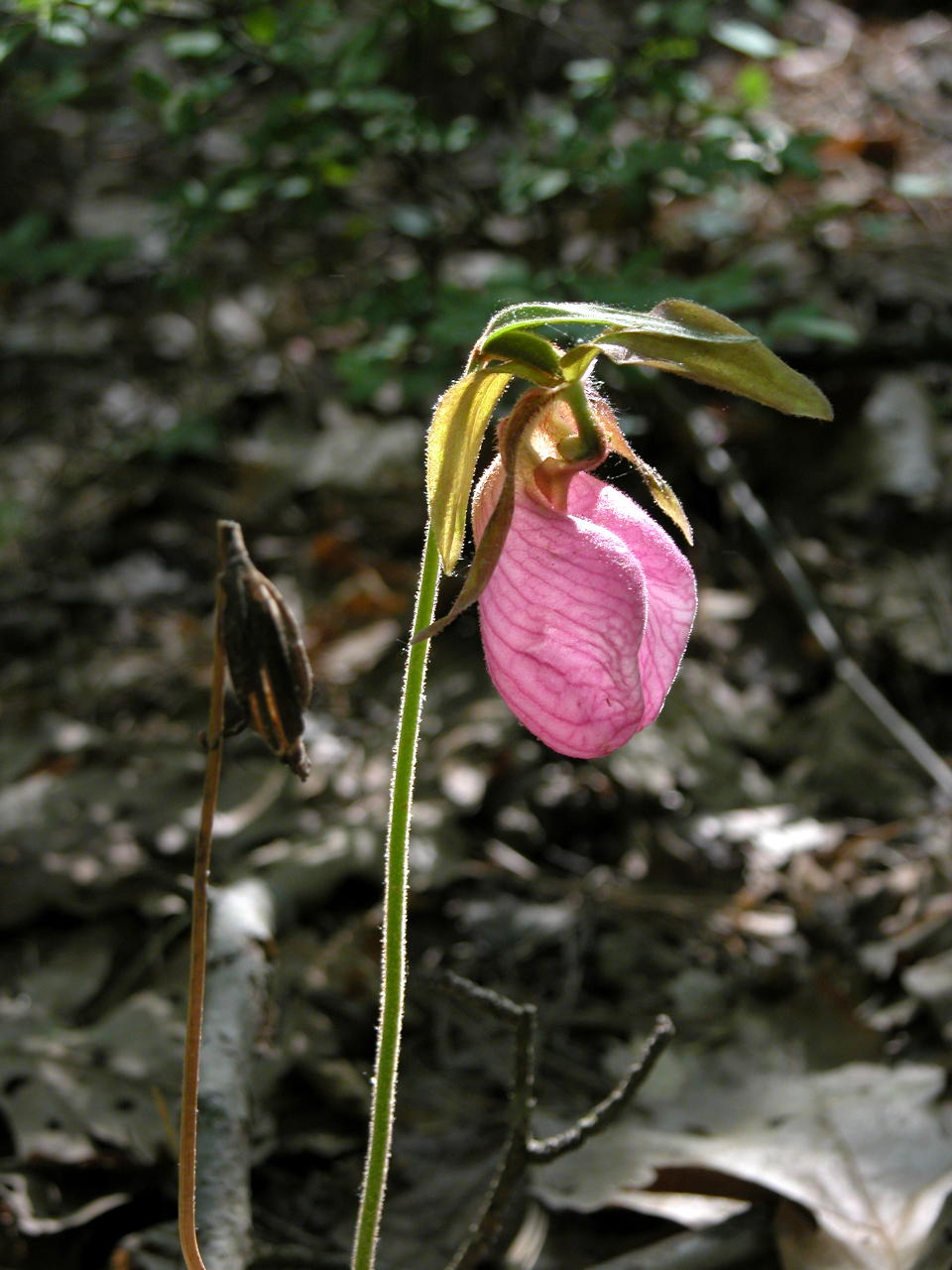 Pink Lady's Slipper