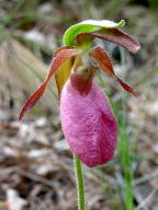 Cypripedium acaule