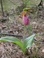 Cypripedium acaule