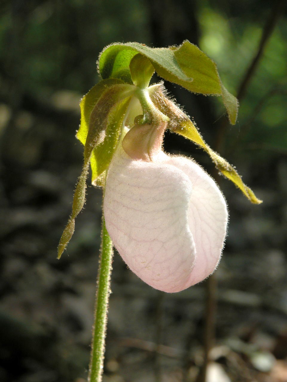 White-Flowered Pink Lady's Slipper