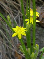 Hypoxis hirsuta