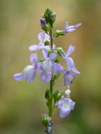 Nuttallanthus canadensis