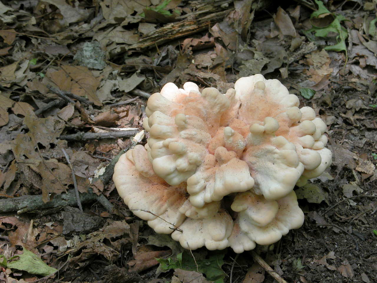 Fungus