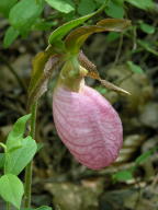 Cypripedium acaule