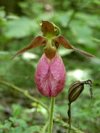 Cypripedium acaule