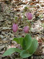 Cypripedium acaule