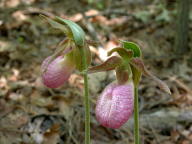 Cypripedium acaule