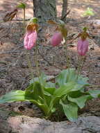 Cypripedium acaule