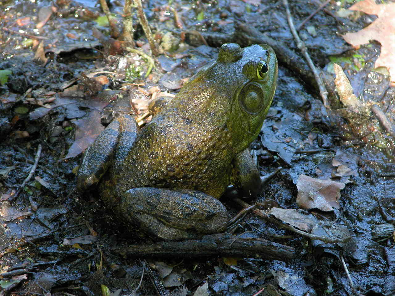 Bullfrog