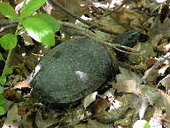 Common Musk Turtle