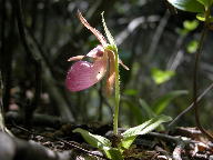 Cypripedium acaule