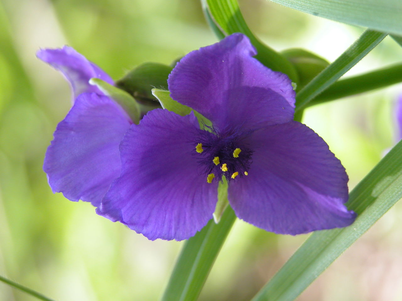 Smooth Spiderwort