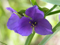 Smooth Spiderwort