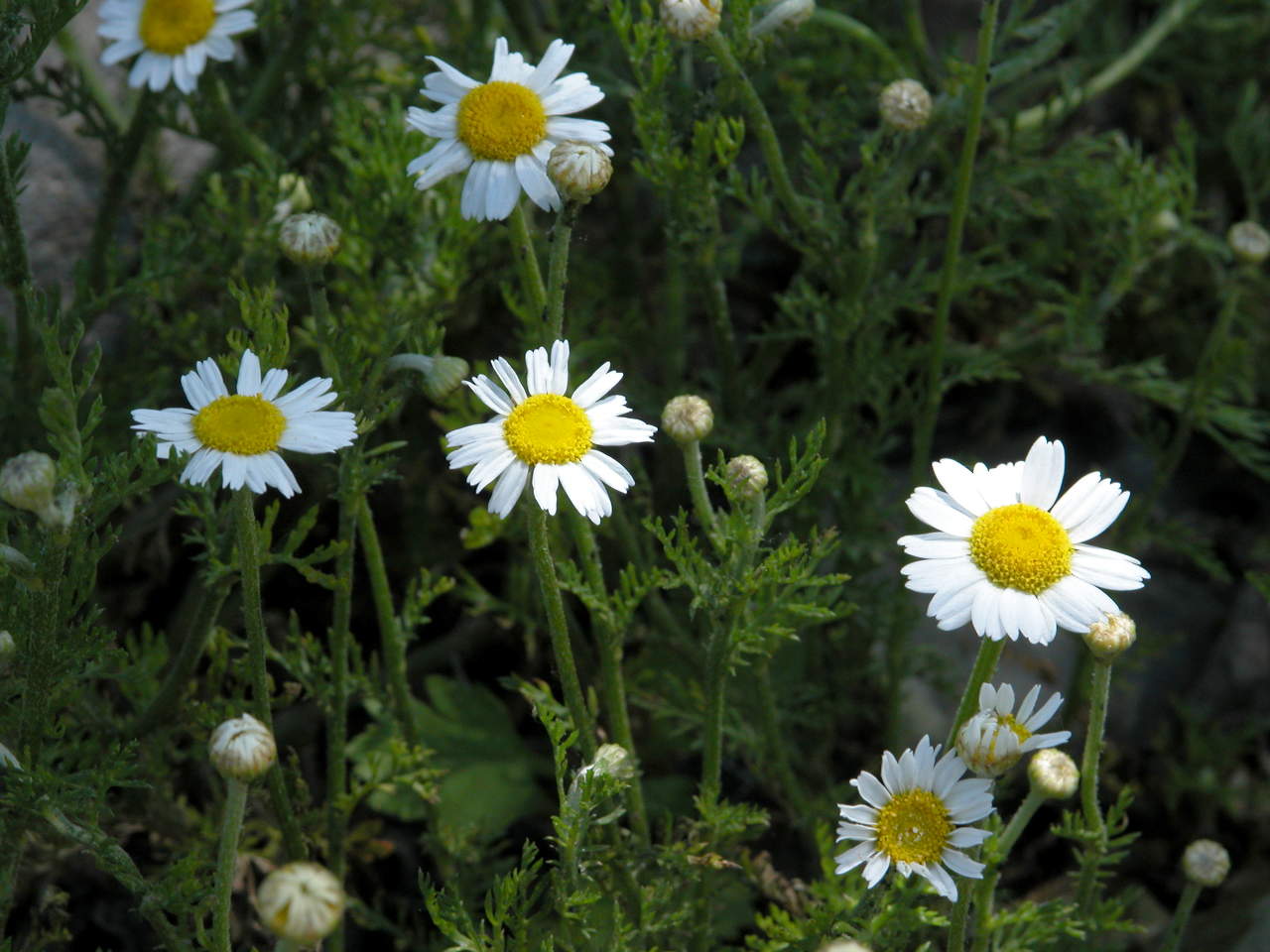 Stinking Chamomile