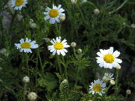 Stinking Chamomile