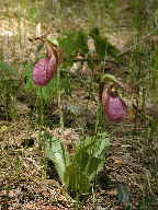 Cypripedium acaule