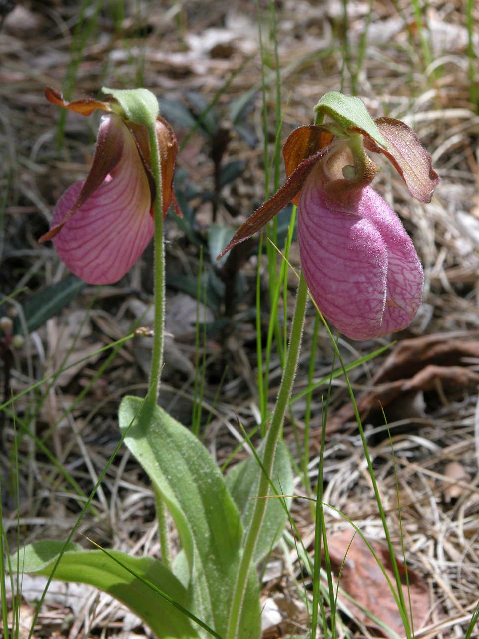 Pink Lady's Slipper