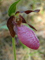 Cypripedium acaule