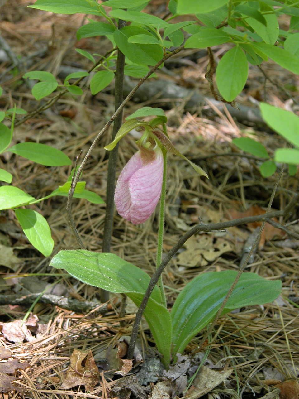 Pink Lady's Slipper