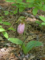 Cypripedium acaule