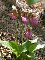 Pink Lady's Slipper