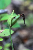 Cypripedium acaule